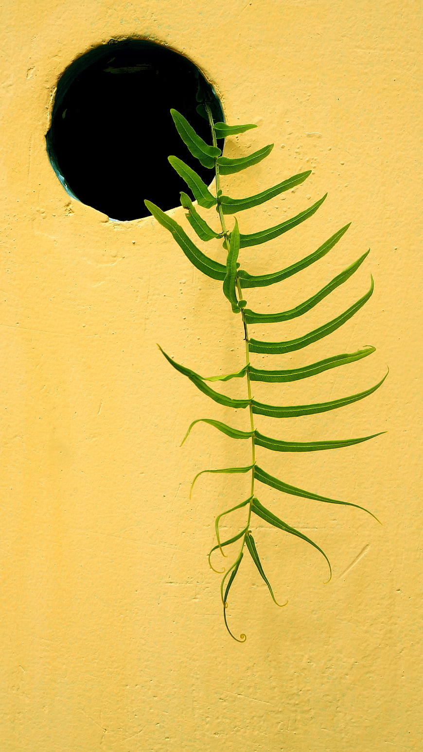 Green fern frond growing from hole in yellow wall