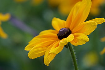 Close-up of a vibrant yellow black-eyed susan flower