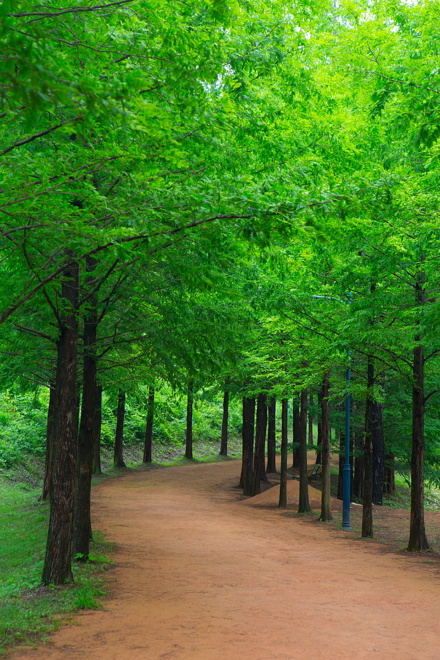 Lush Green Forest Path With Tall Trees And Dirt Trail