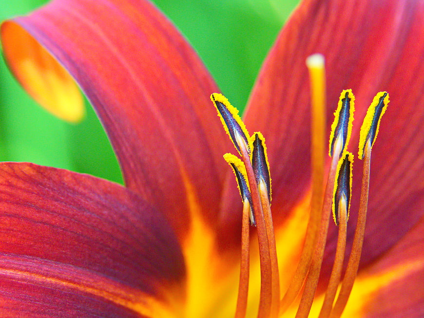 Vibrant Red and Yellow Lily Macro Close-Up