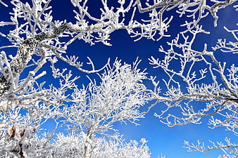 Frost-covered tree branches against a deep blue winter sky