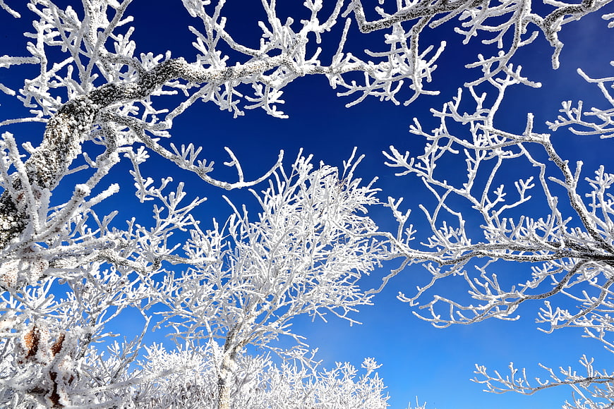 Frost-covered tree branches against a deep blue winter sky
