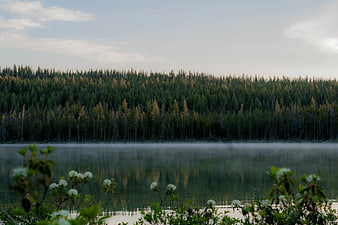 Serene Lake with Misty Forest and White Flowers