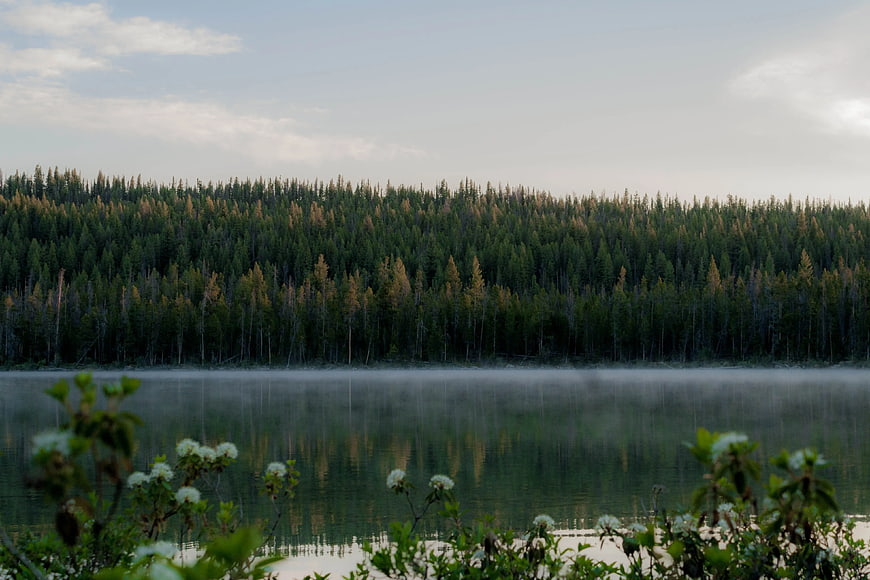 Serene Lake with Misty Forest and White Flowers