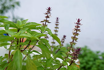 Fresh Holy Basil Plant with Purple Flower Spikes