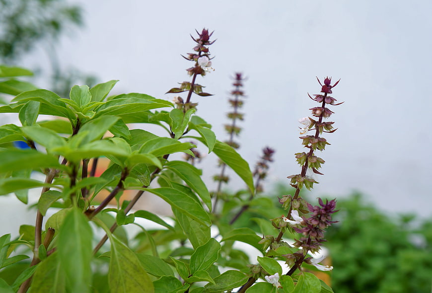 Fresh Holy Basil Plant with Purple Flower Spikes