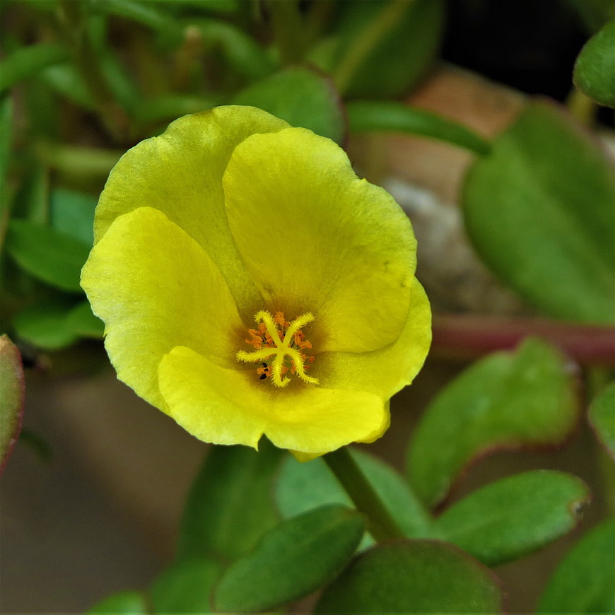 Close-up of a vibrant yellow Portulaca flower with green leaves