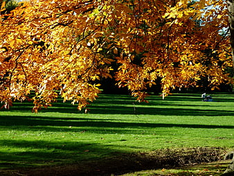 Golden autumn leaves hanging over a green park lawn