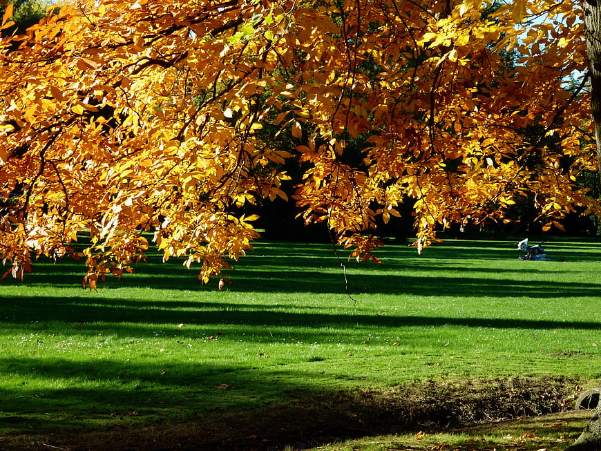 Golden autumn leaves hanging over a green park lawn