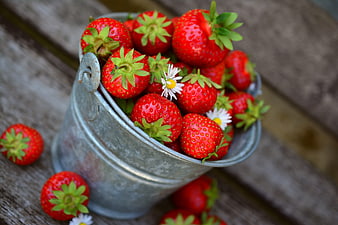 Fresh Red Strawberries in Galvanized Metal Bucket