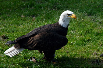 Bald Eagle Standing on Green Grass Field