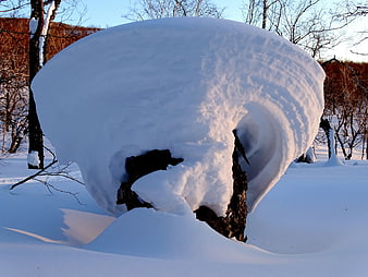 Snow-Covered Tree Stump in Winter Forest Landscape