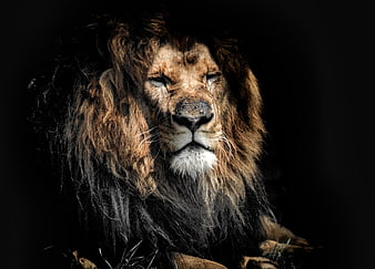 Portrait of Majestic Male Lion with Dark Mane