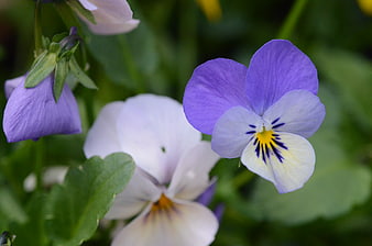 Close-up of purple and white pansies in a garden