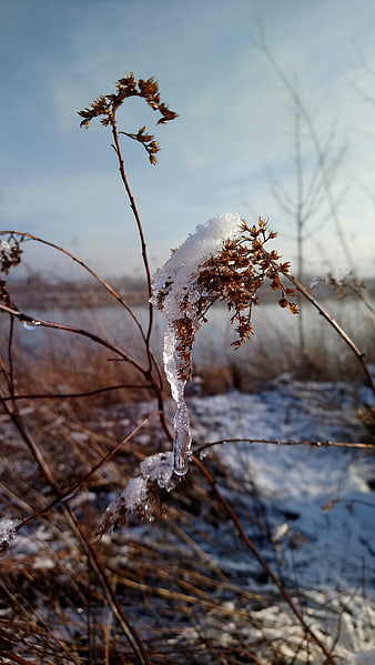 Frozen Wildflower Stem with Ice Icicle in Winter Landscape