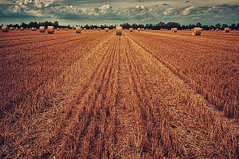 Harvested wheat field with round hay bales under dramatic sky