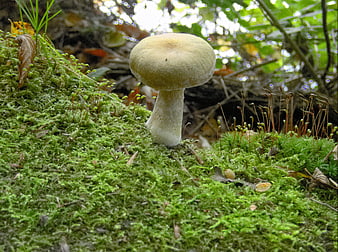White mushroom growing on mossy forest floor