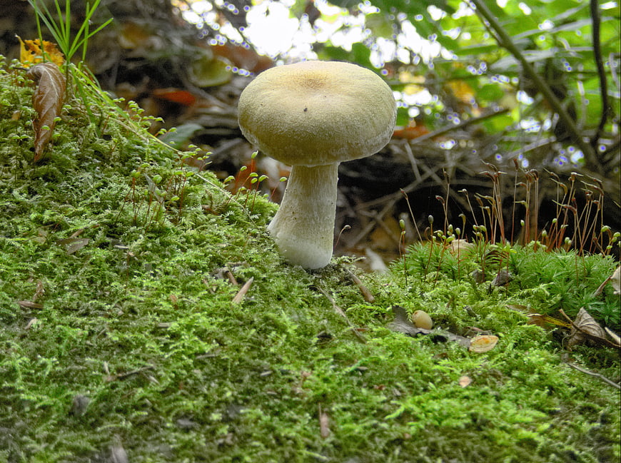 White mushroom growing on mossy forest floor