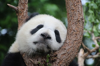 Sleeping Giant Panda Bear Resting in Tree Fork