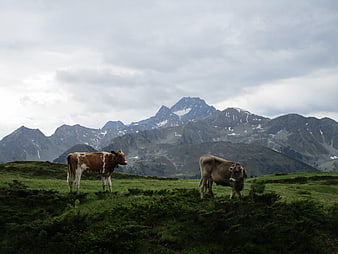 Two cows grazing in alpine meadow with mountains