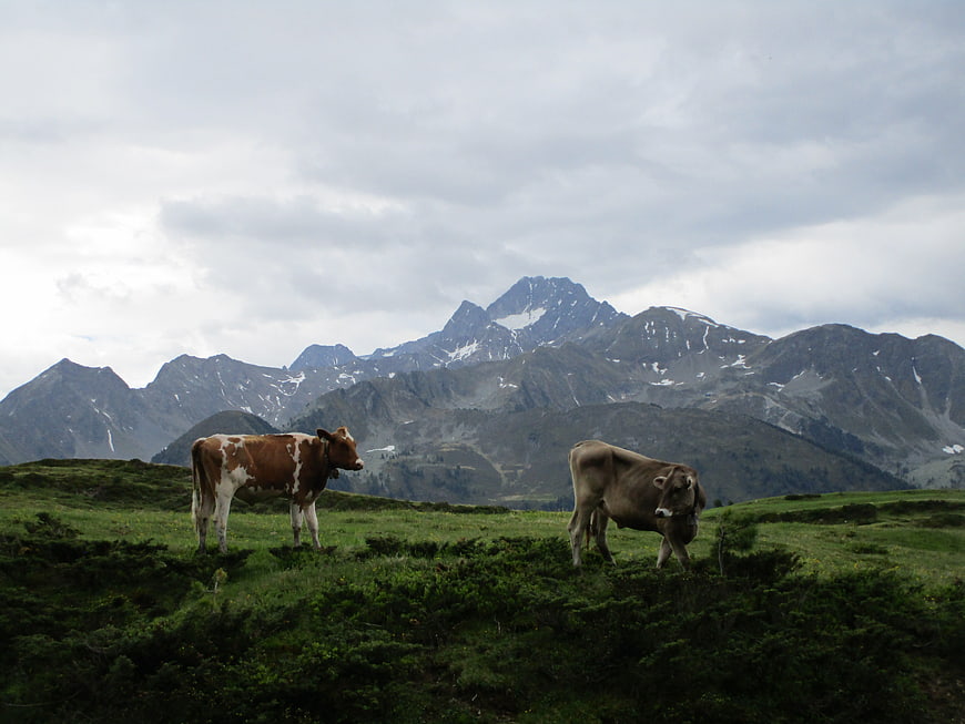 Two cows grazing in alpine meadow with mountains