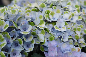 Close-up of blue and green hydrangea flowers