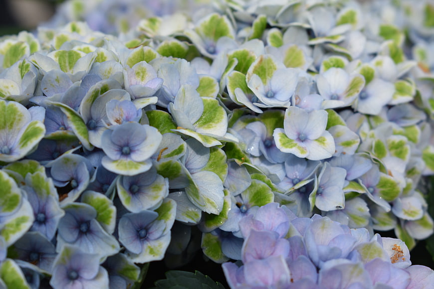 Close-up of blue and green hydrangea flowers