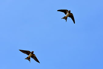 Two Barn Swallows Flying Against Clear Blue Sky