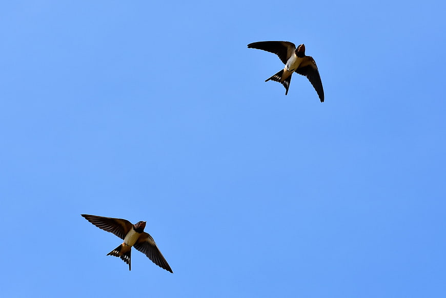 Two Barn Swallows Flying Against Clear Blue Sky