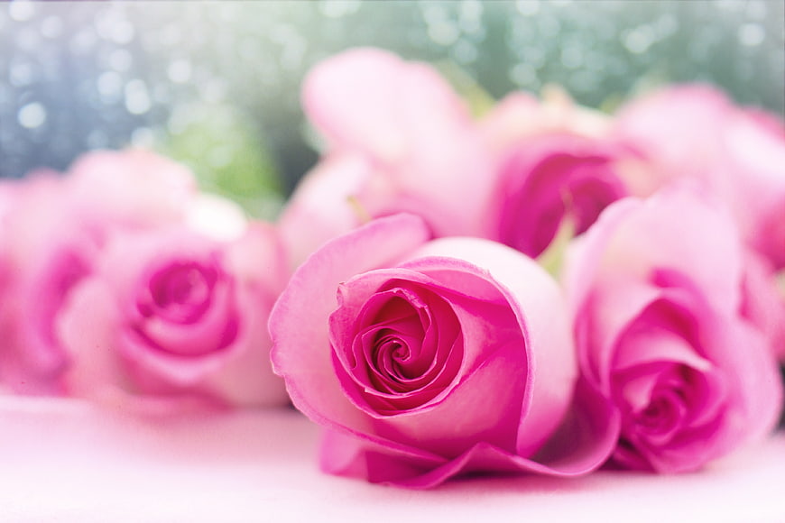 Close-up of pink roses with soft bokeh background
