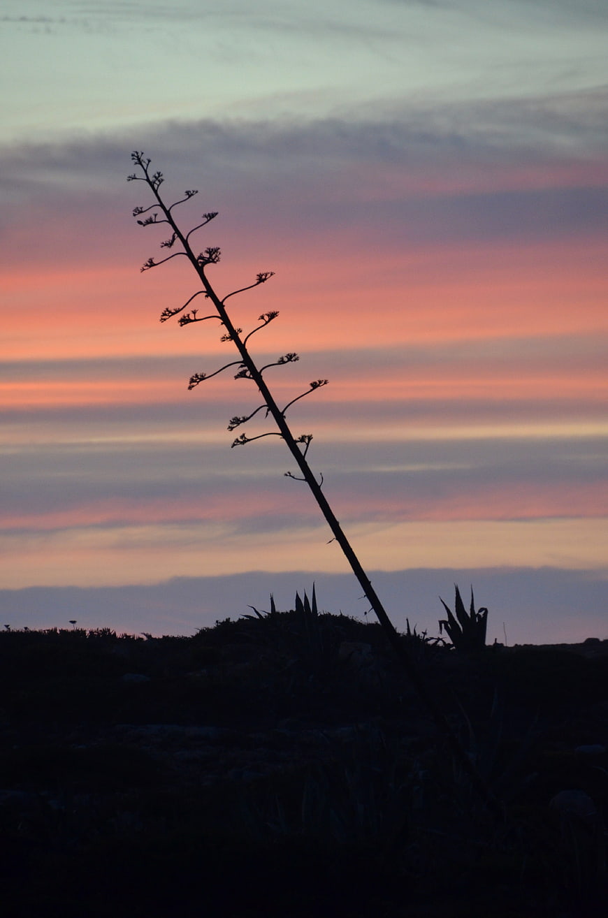 Silhouette of Agave Plant Against Colorful Sunset Sky