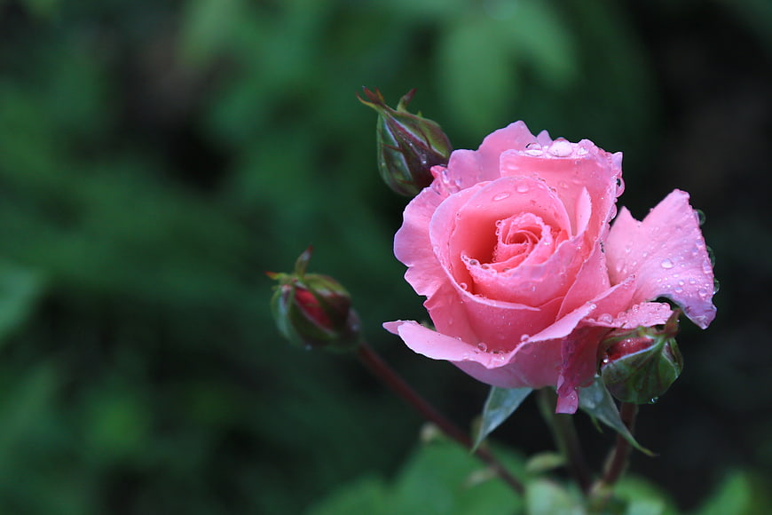 Pink Rose with Water Droplets on Green Background