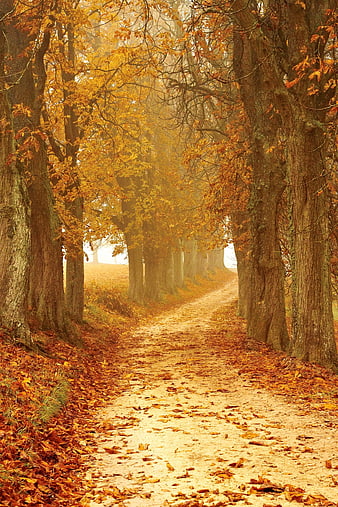 Golden Autumn Forest Path with Fog and Falling Leaves