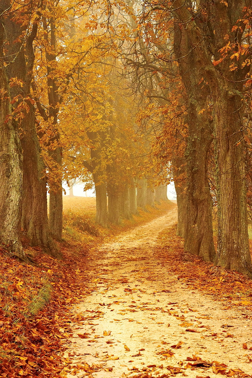 Golden Autumn Forest Path with Fog and Falling Leaves