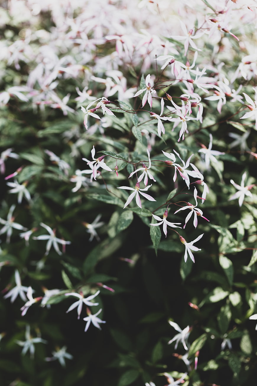 Delicate White and Pink Spider Flowers in Garden