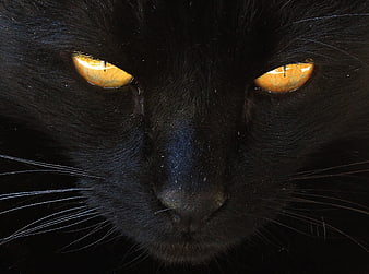 Close-up portrait of a black cat with intense yellow eyes