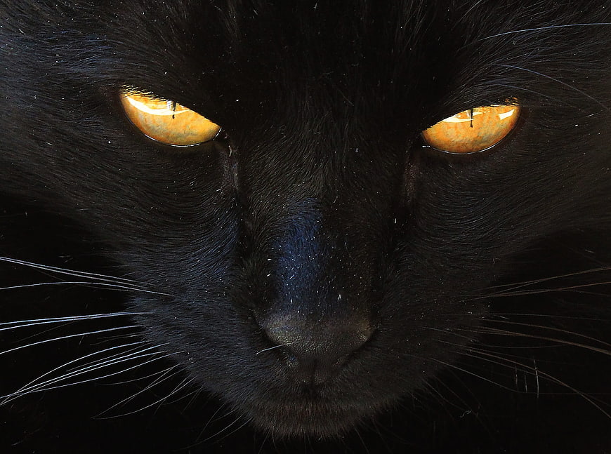 Close-up portrait of a black cat with intense yellow eyes