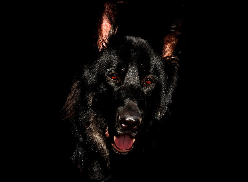 Dramatic Black German Shepherd Portrait on Black Background