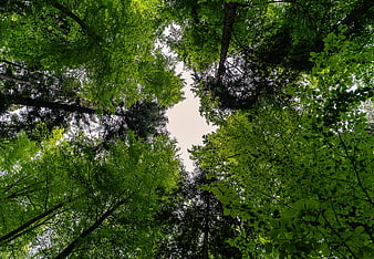 Low angle view of lush green forest canopy against sky