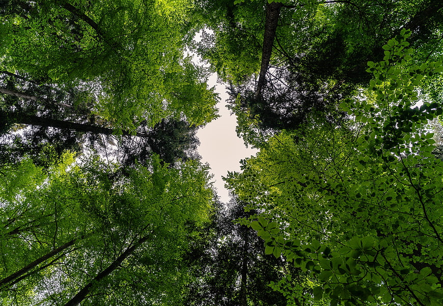 Low angle view of lush green forest canopy against sky