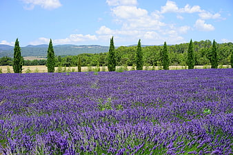 Vibrant Lavender Field with Cypress Trees and Blue Sky