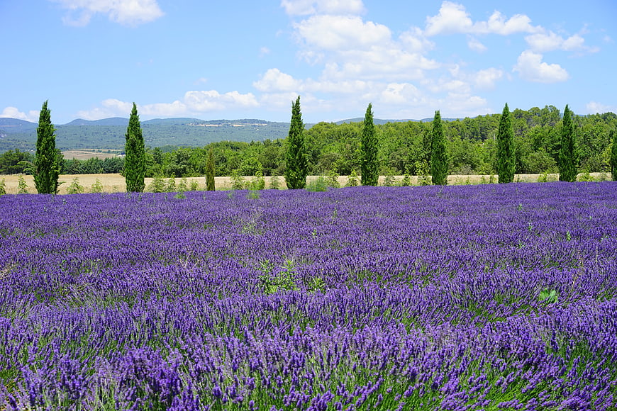Vibrant Lavender Field with Cypress Trees and Blue Sky