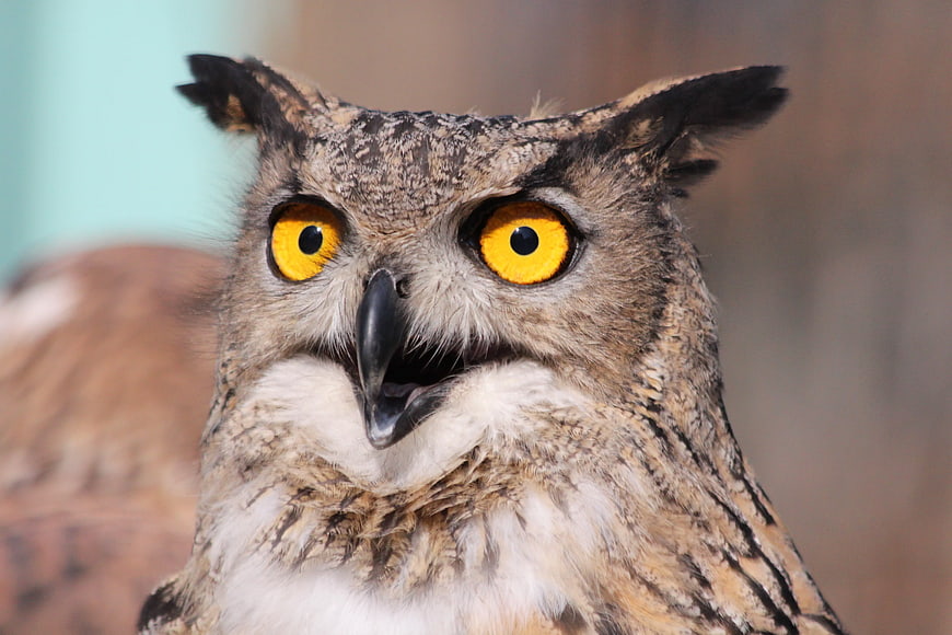 Close-up portrait of an eagle owl with bright yellow eyes