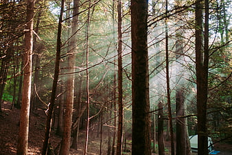Sunbeams shining through misty forest trees with camping tent