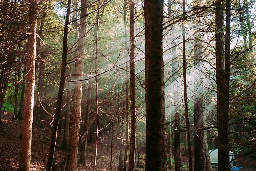 Sunbeams shining through misty forest trees with camping tent