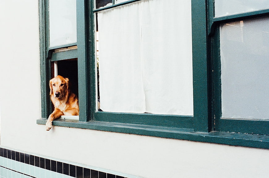 Golden Retriever Looking Out of Green Window Frame