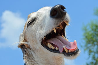 Close-up portrait of a greyhound dog with mouth open against blue sky