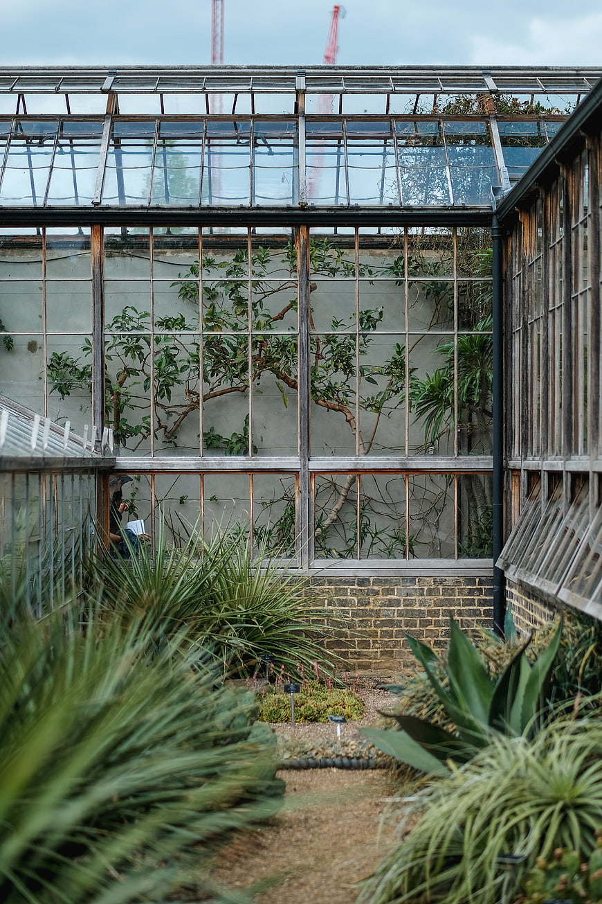 Interior view of a botanical greenhouse with plants and glass structure