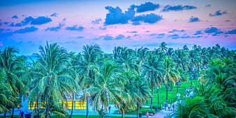 Vibrant Tropical Palm Trees at Sunset with Colorful Sky