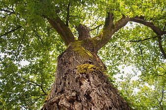 Low angle view of mossy oak tree trunk and green canopy